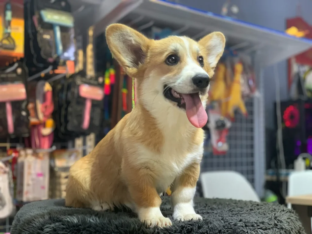 How to Start a Pet Loyalty Program for Pet Businesses
