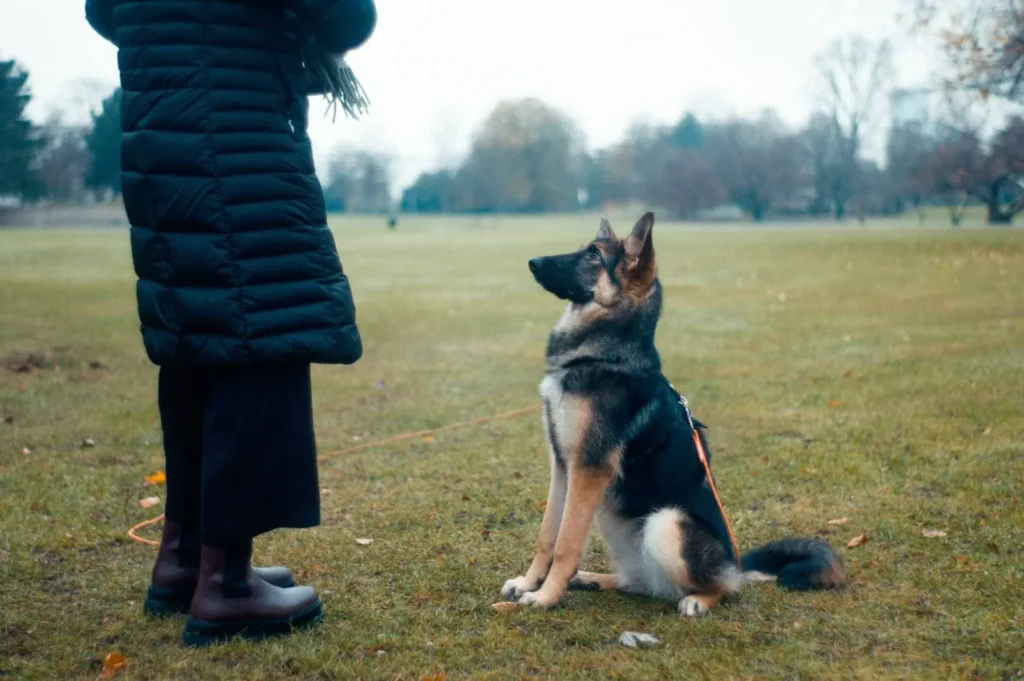 Dog Training And Puppy Program Rewards