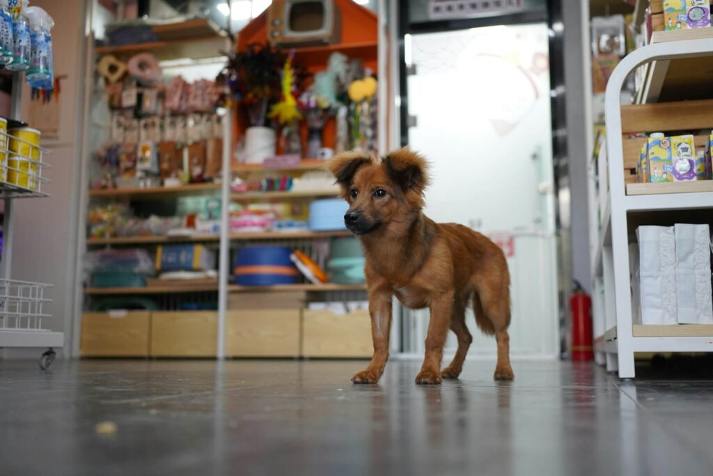 Stamp Cards Vs Points Programs For Pet Businesses
